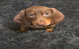 Miniature Dachshund dogs for sale: Chocolate male miniature dacshund  - Image 8