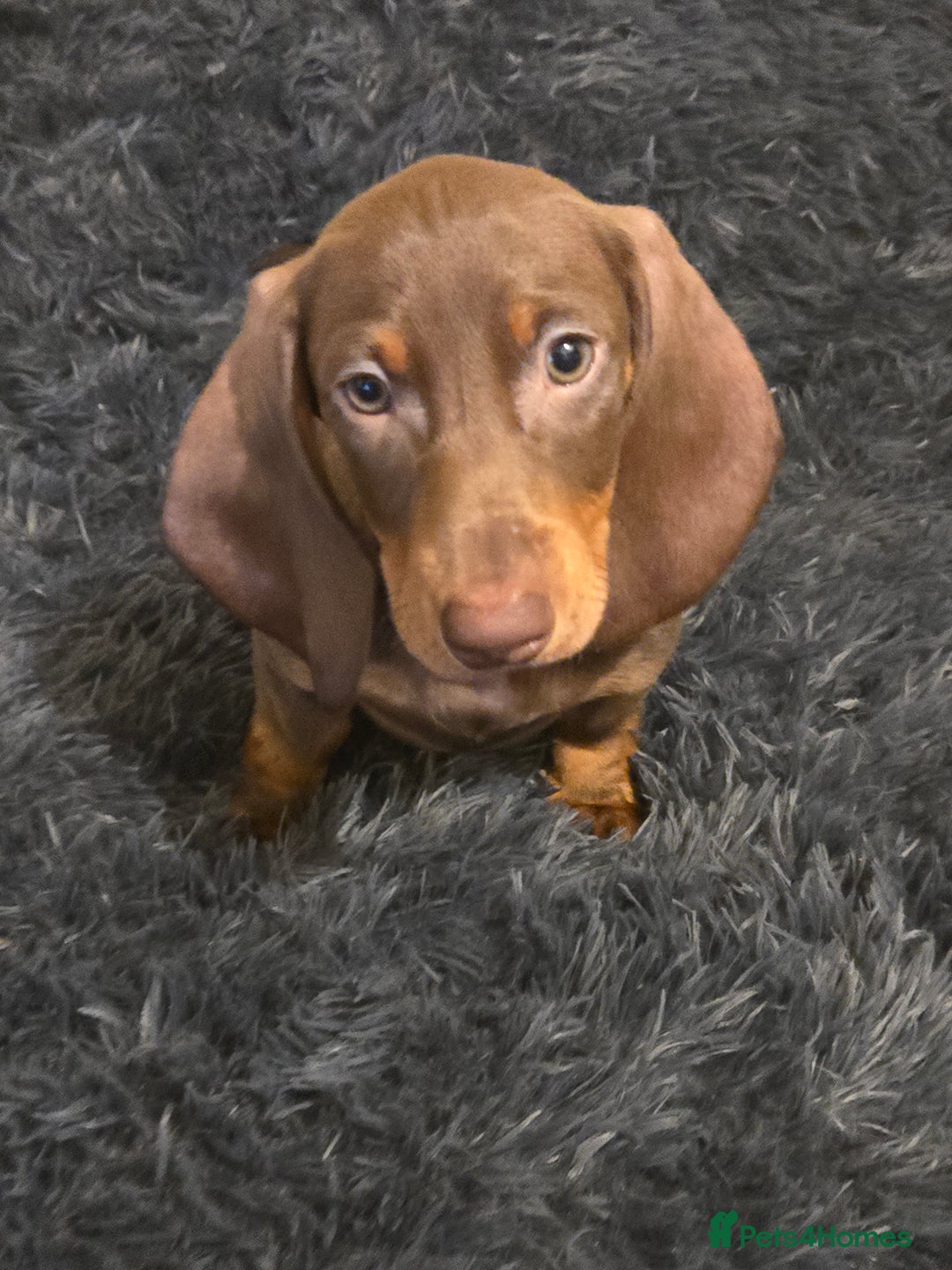 Miniature Dachshund dogs for sale: Chocolate male miniature dacshund  - Image 8