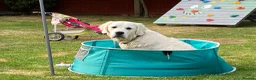 Golden Retriever dogs for stud: Golden Retriever for Stud - Advert 1