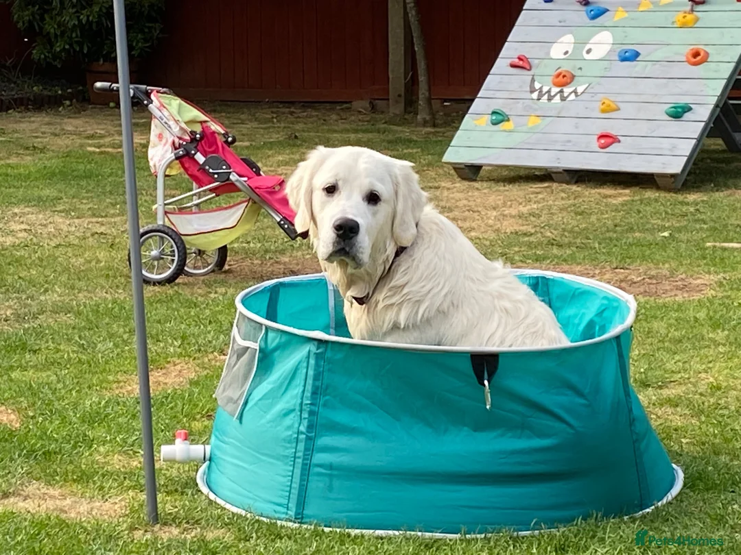 Golden Retriever dogs for stud: Golden Retriever for Stud - Advert 1
