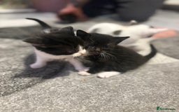 Mixed Breed cats for sale: 5 gorgeous kittens for sale  - Image 12