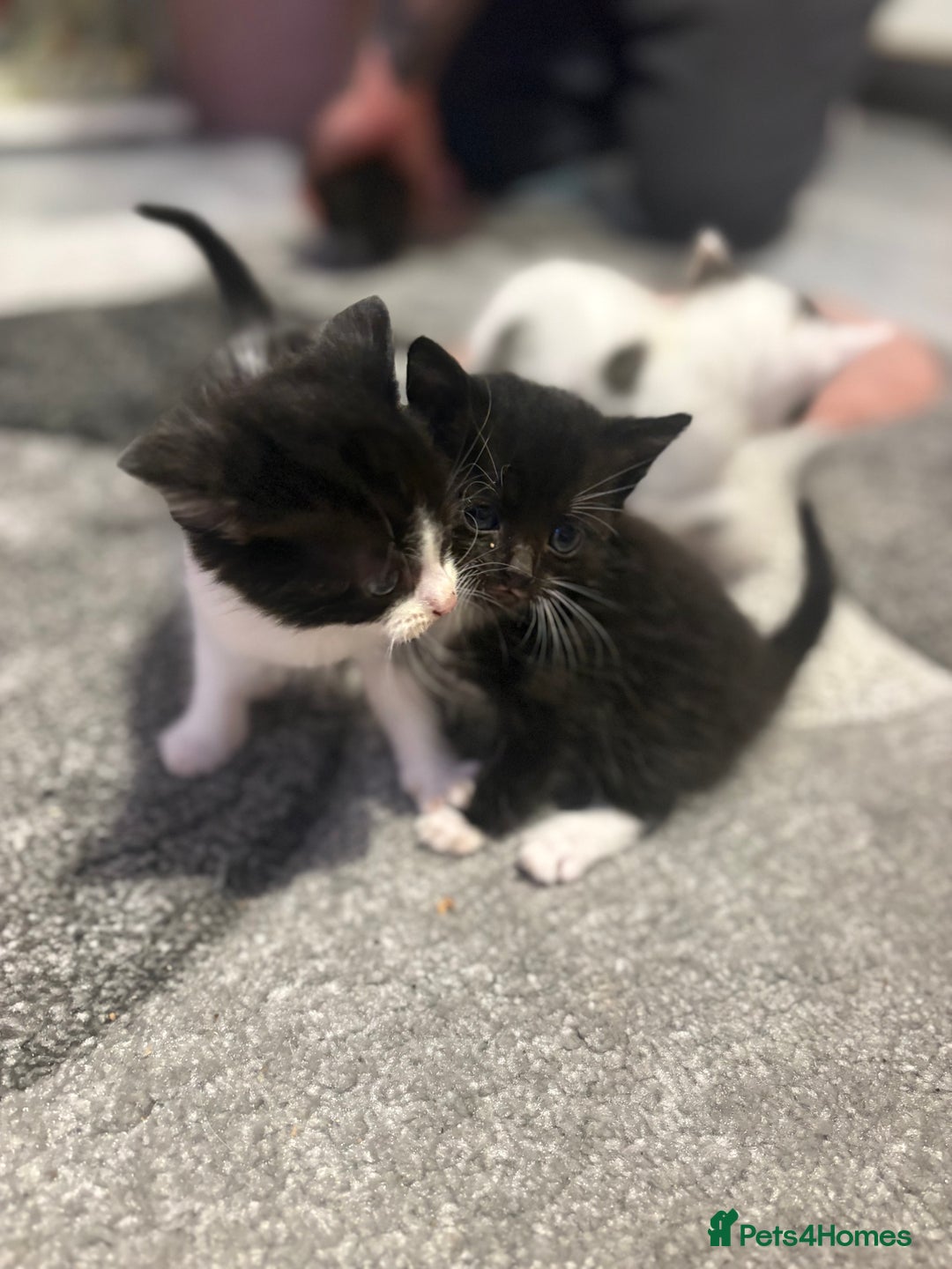 Mixed Breed cats for sale: 5 gorgeous kittens for sale  - Image 12