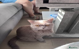 British Shorthair cats for sale: British shorthair Blue so beautiful  - Image 13