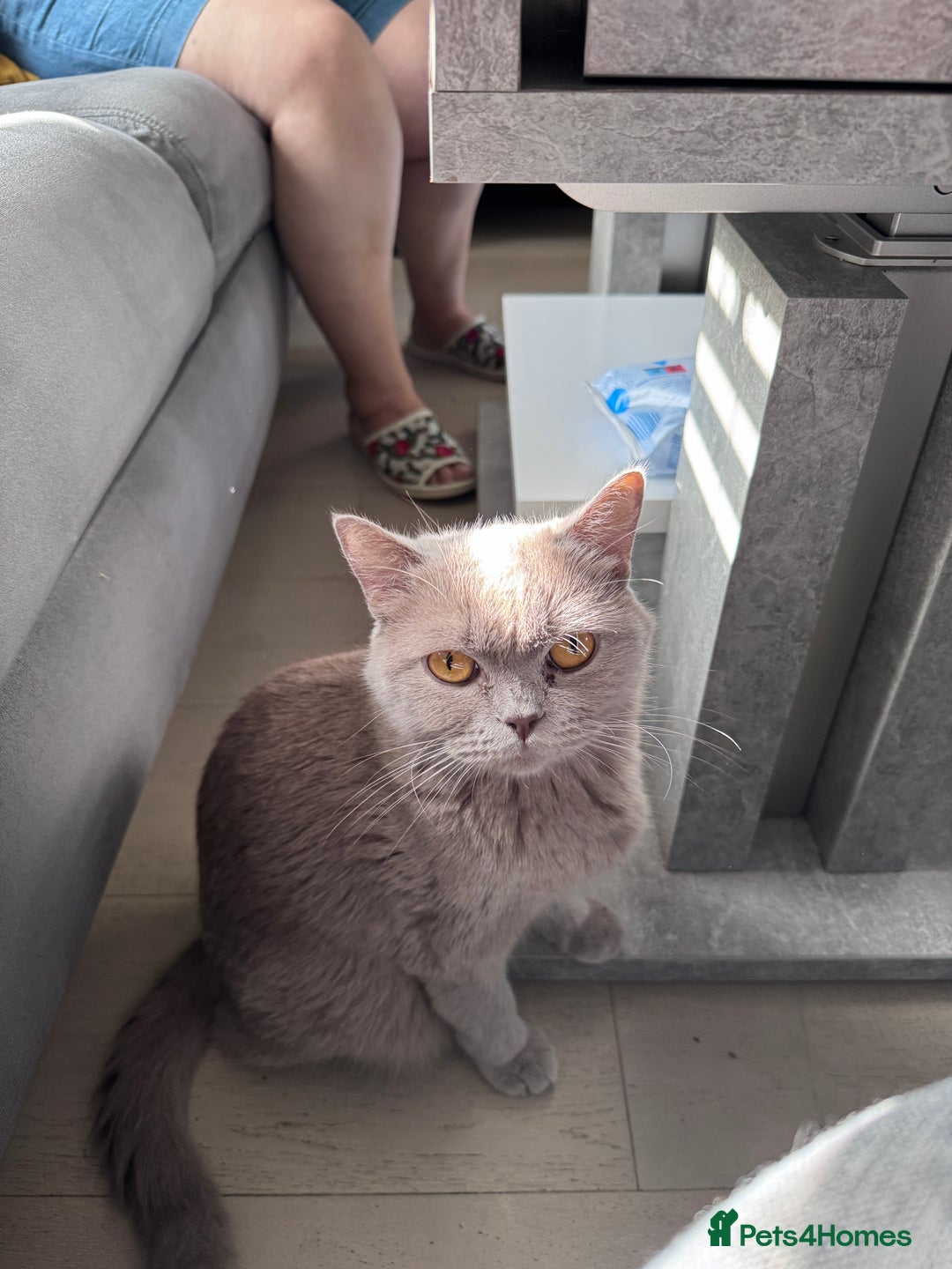 British Shorthair cats for sale: British shorthair Blue so beautiful  - Image 13
