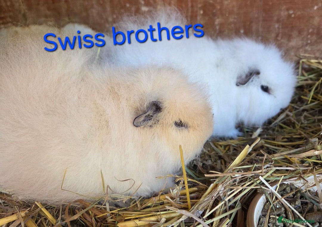 Guinea Pig rodents for sale: Variety of young guinea pigs - Advert 16