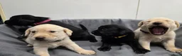 Labrador Retriever dogs for sale: Gorgeous labrador puppies for sale  in Thetford - Advert 19