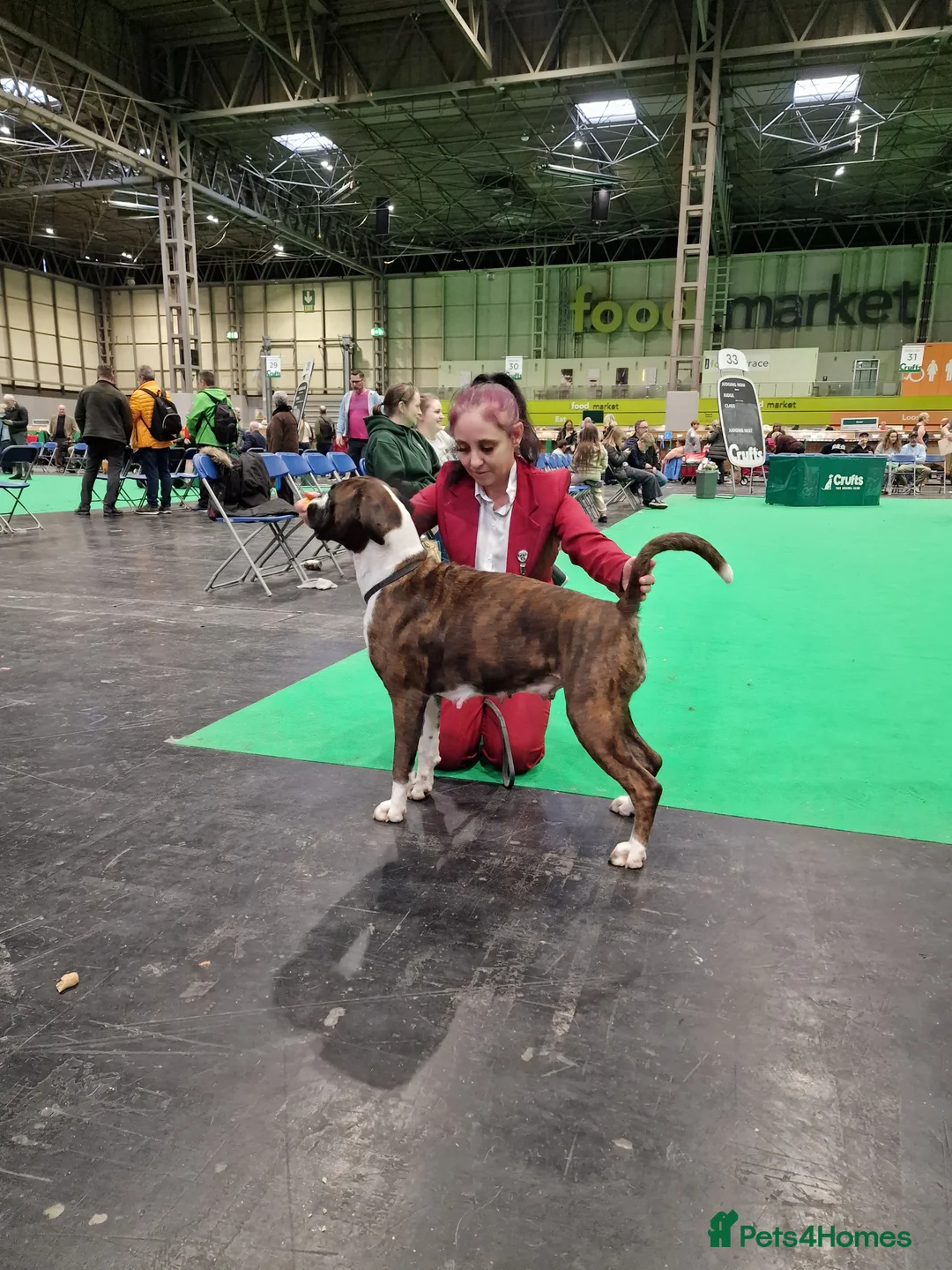 Boxer dogs for sale: 2 Stunning KC Brindle Boxer Bitches available.  - Advert 14
