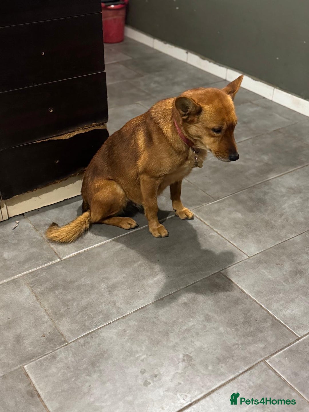 Mixed Breed dogs for adoption: Sweet Poppy Looking For LOVE - Advert 11