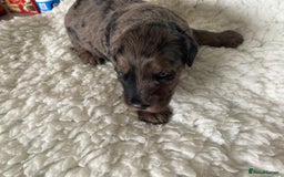 Goldendoodle dogs for sale: Gorgeous mini F1 goldendoodles - Image 3