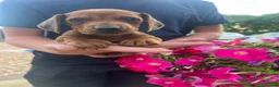 Dachshund dogs for sale: 3 miniature dachshund puppy’s 🐶 - Advert 7