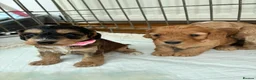 Cockapoo dogs for sale: F1 Cockapoo Puppies Available! - Advert 13