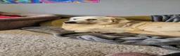 Mixed Breed dogs for sale: A litter of 10 beautiful Coltriever puppies - Advert 13
