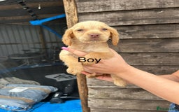 Cocker Spaniel dogs for sale: Cocker spaniel puppies  - Image 3
