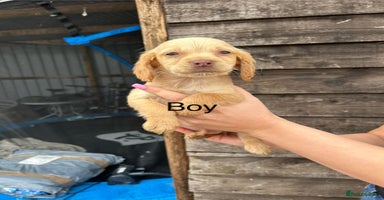 Cocker Spaniel dogs - Advert 13