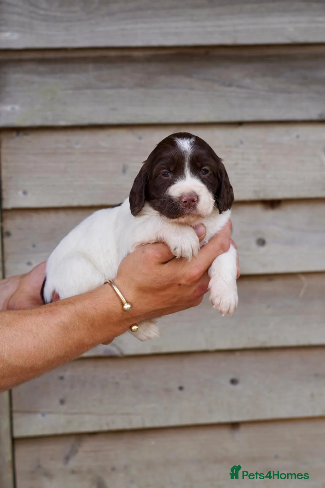 Springador dogs for sale: Beautiful Puppies For Sale  in Henfield - Advert 2