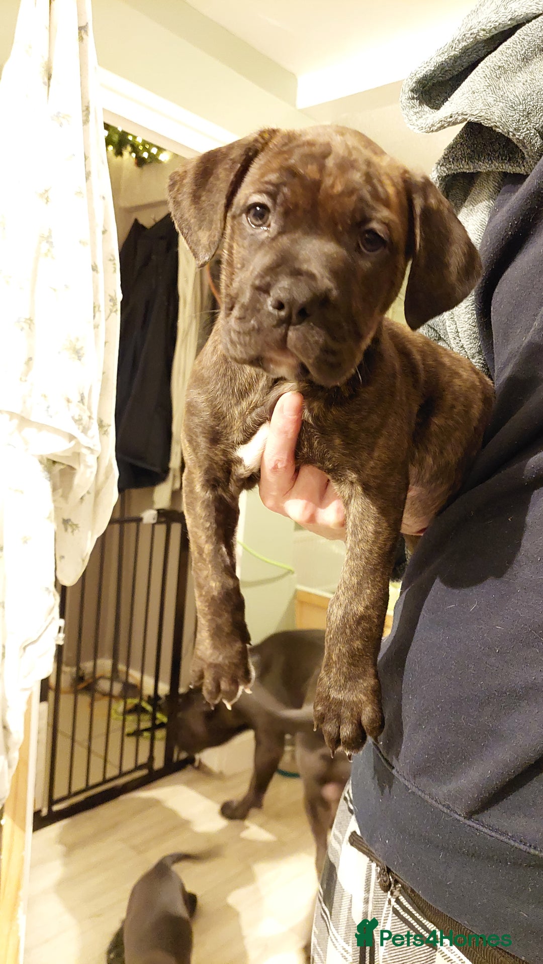 Mixed Breed dogs for sale: Cane Corso cross American bulldog puppy's  - Advert 25
