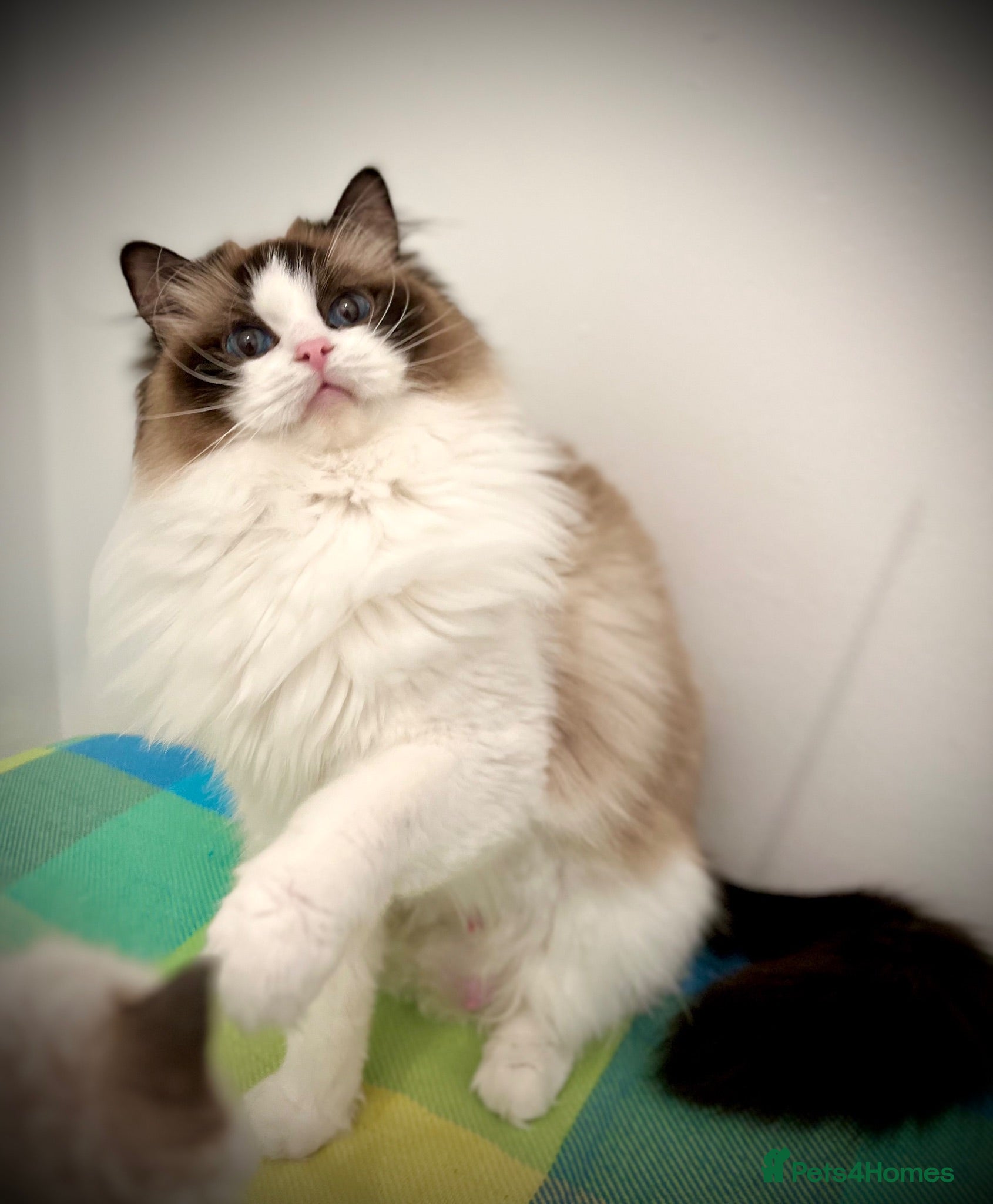 Ragdoll cats Beautiful cuddling ragdoll girl - Advert 2