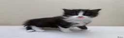 Mixed Breed cats for sale: Gorgeous Long Haired Siberian Cross Kittens  - Advert 6