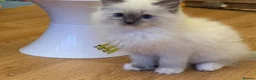 Ragdoll cats for sale: GCCF Registered Ragdoll Kittens - Advert 6