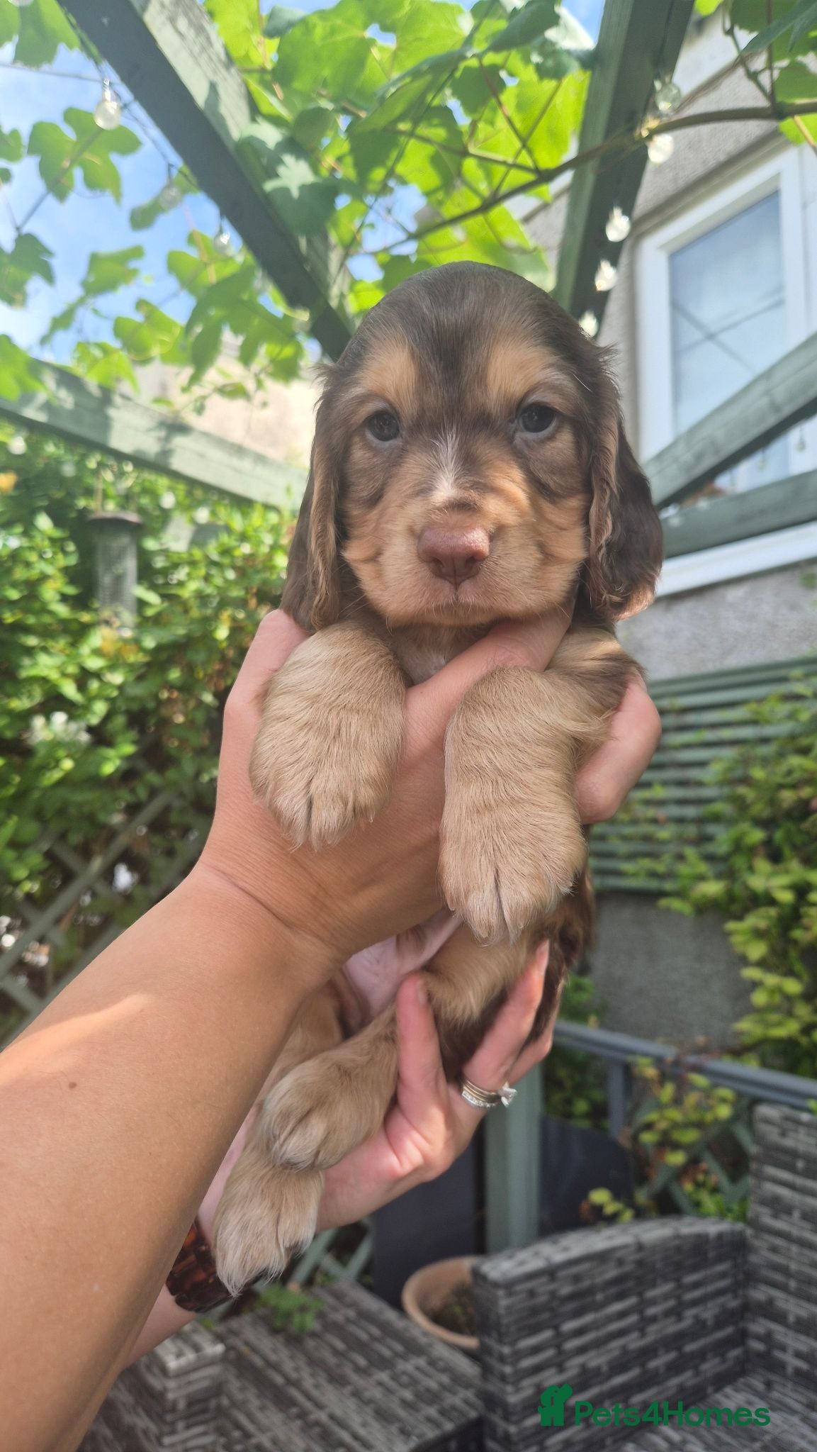 Cocker Spaniel dogs Chocolate & Tan Sable Boy - Advert 1