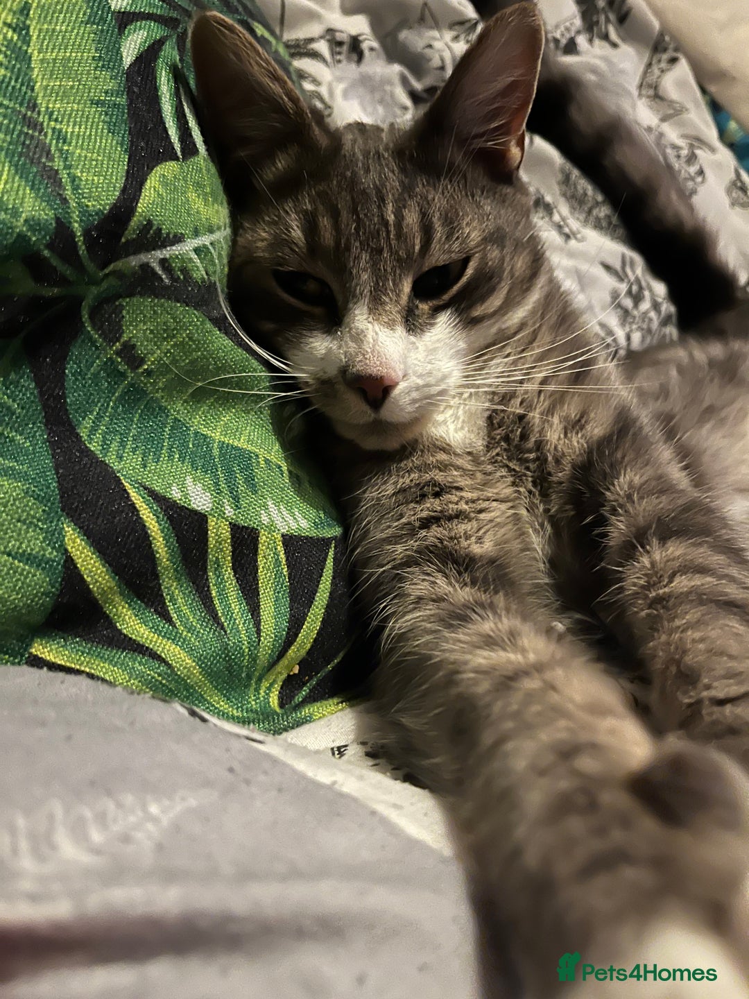 Domestic Shorthair cats for sale: Two cats for rehoming   - Advert 9