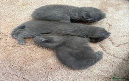 British Shorthair cats for sale: British Shorthair kittens for sale  - Image 4