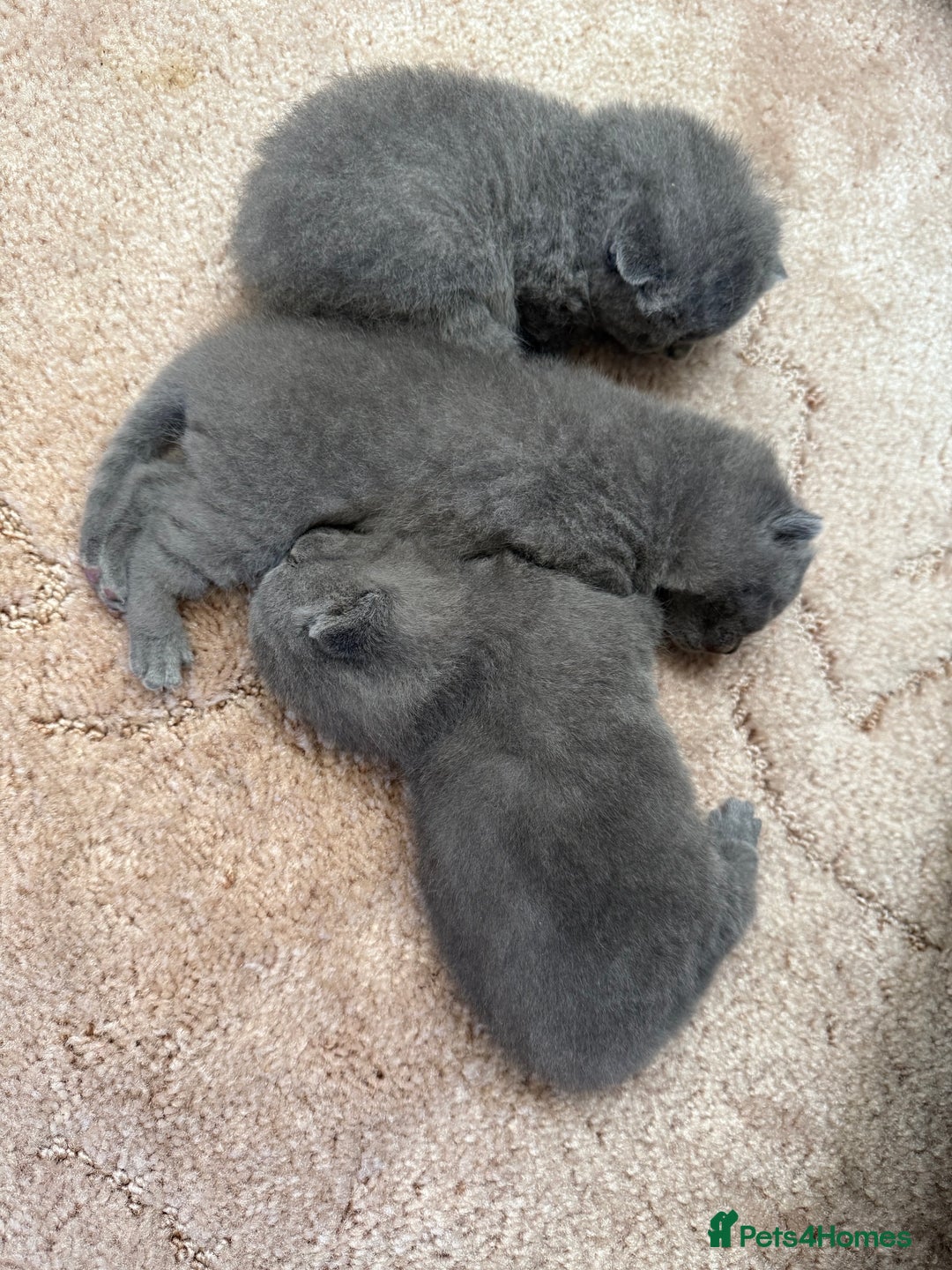 British Shorthair cats for sale: British Shorthair kittens for sale  - Image 4