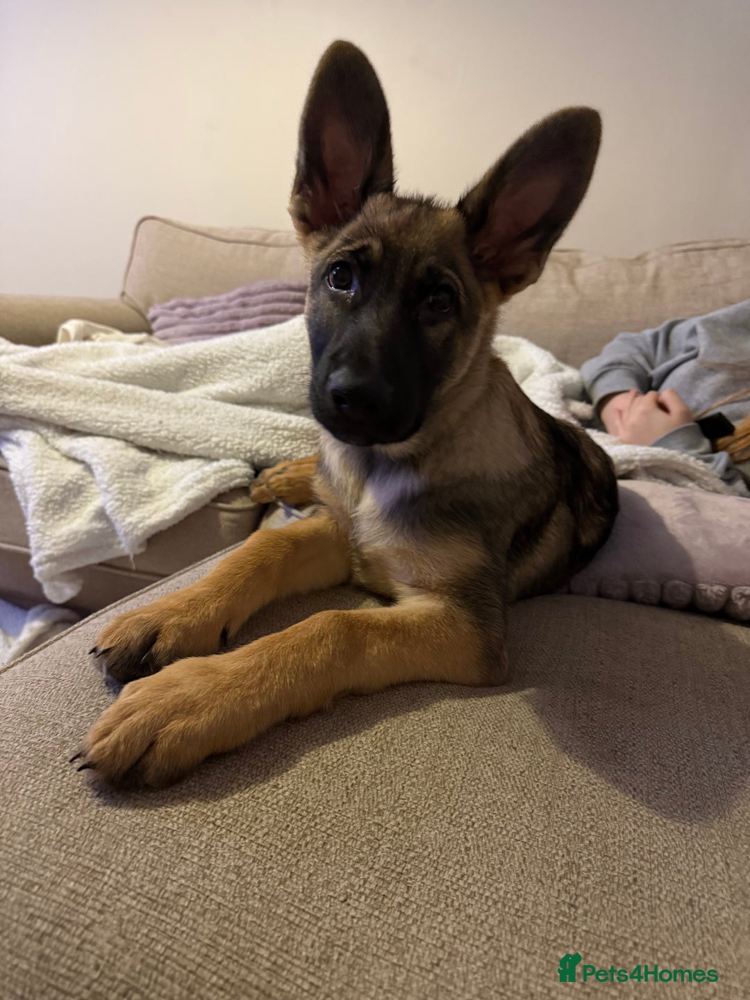 German Shepherd dogs for sale: 5 month old buddy  - Advert 7