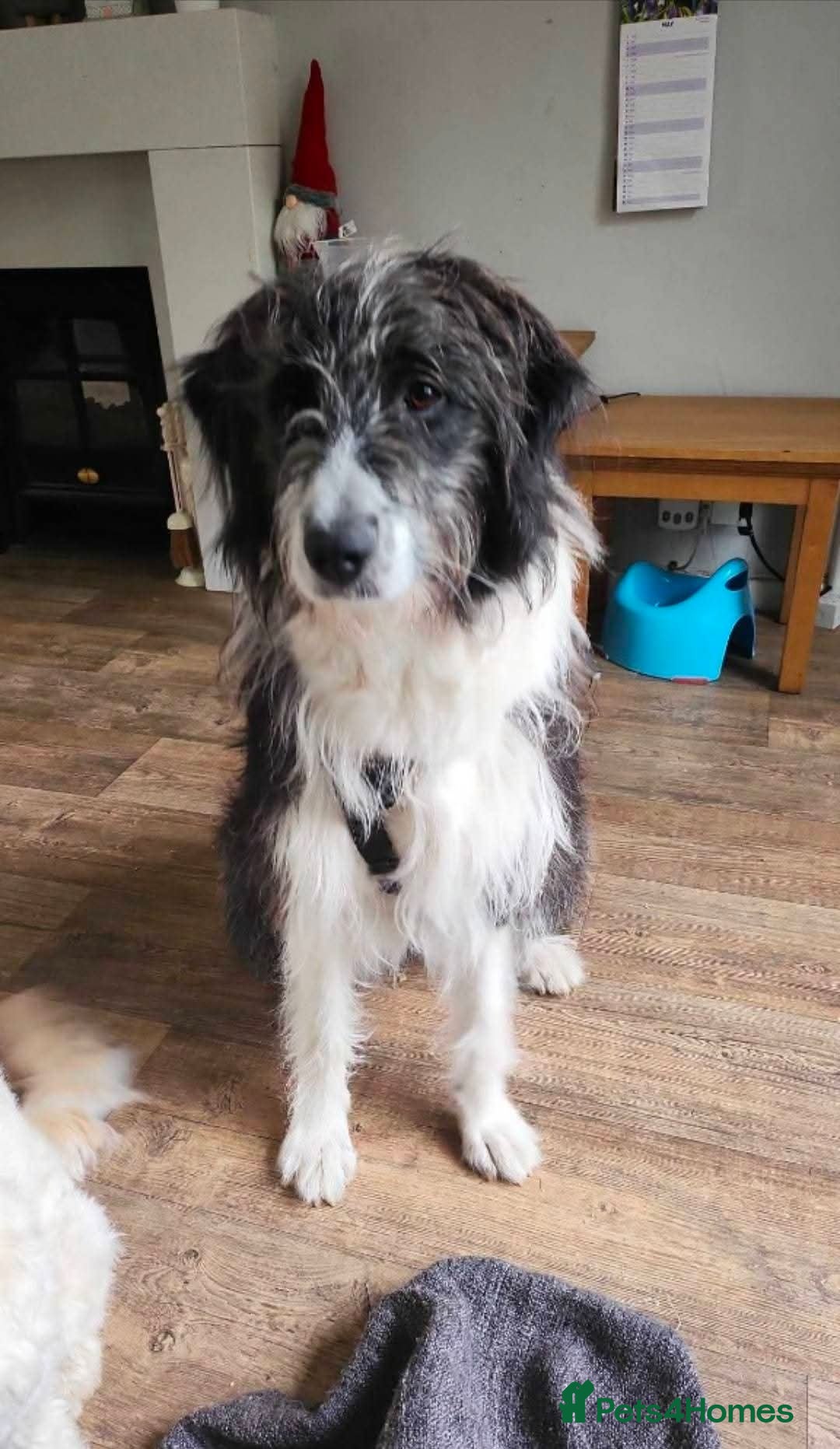 Mixed Breed dogs for adoption: Meet Lumi, currently residing in Somerset  - Advert 5