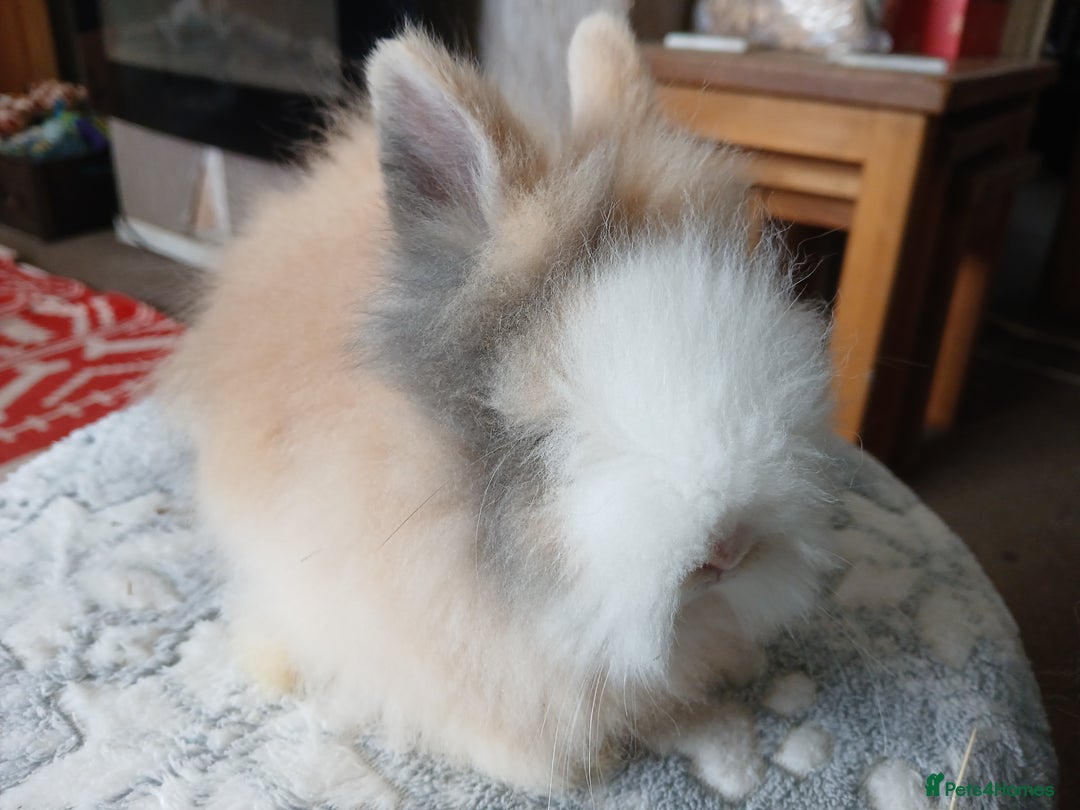 Lionhead rabbits for sale: Stunning DM Lionhead baby rabbits  - Advert 3