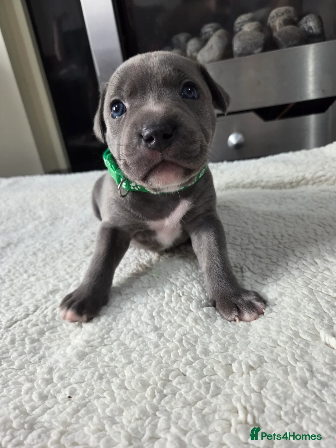 Staffordshire Bull Terrier dogs for sale: Staffordshire bull terrier blue-white - Advert 8