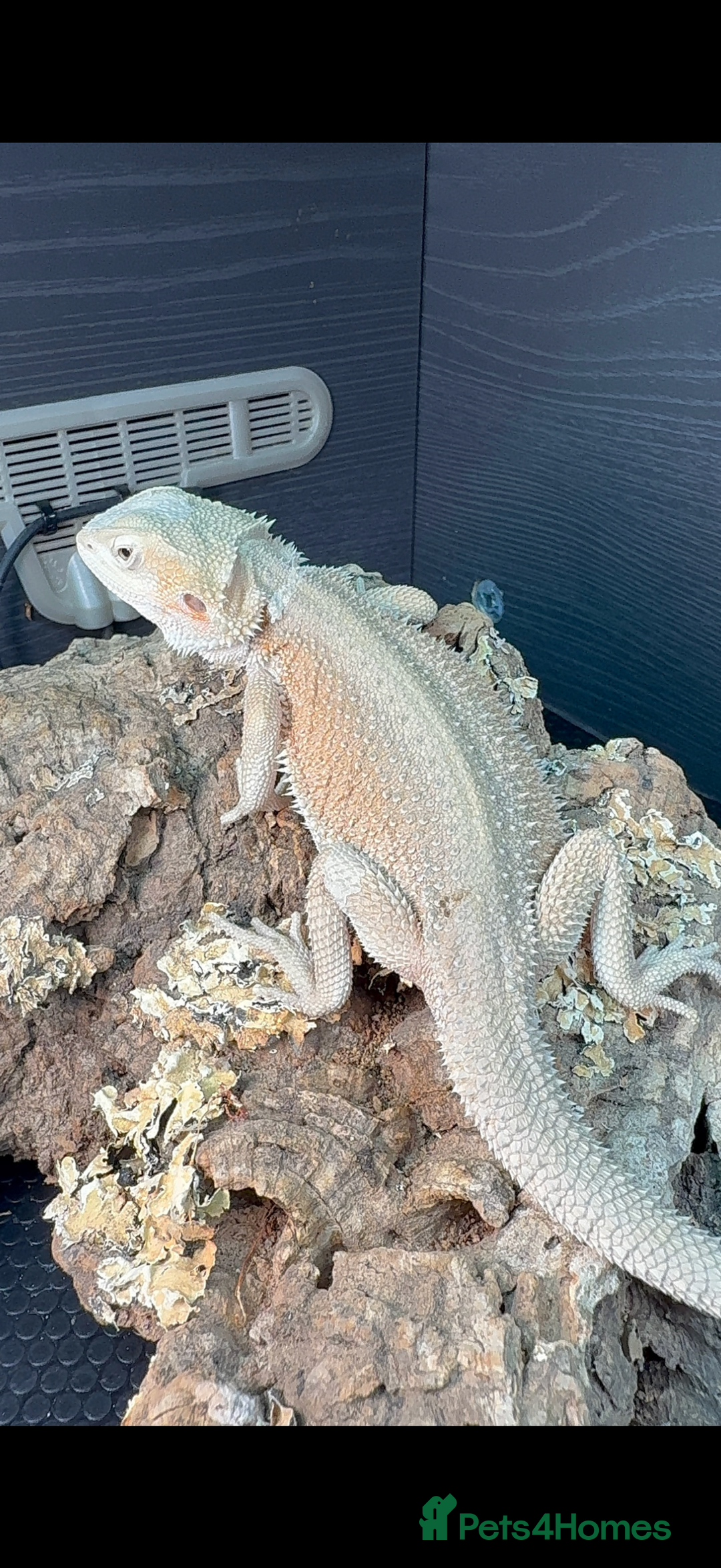 Bearded Dragon reptiles for sale: Red baby Bearded Dragons ready to go! - Advert 8
