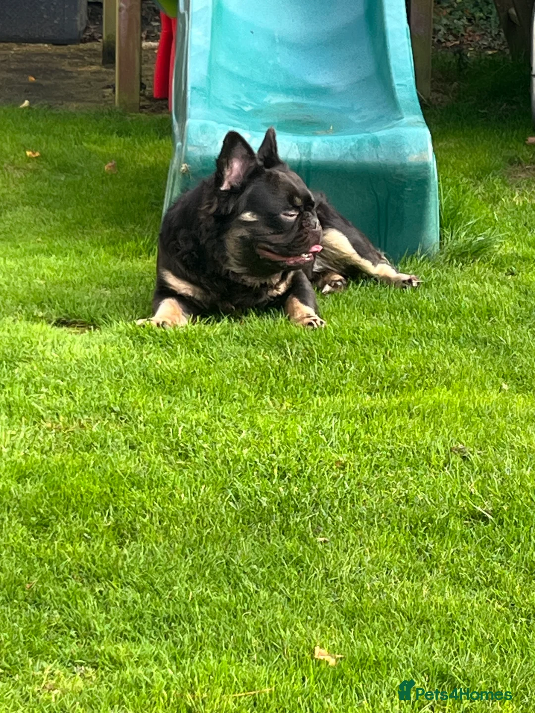 French Bulldog dogs for stud: Fluffy Stud chocolate and Isabella  in Bognor Regis - Advert 2