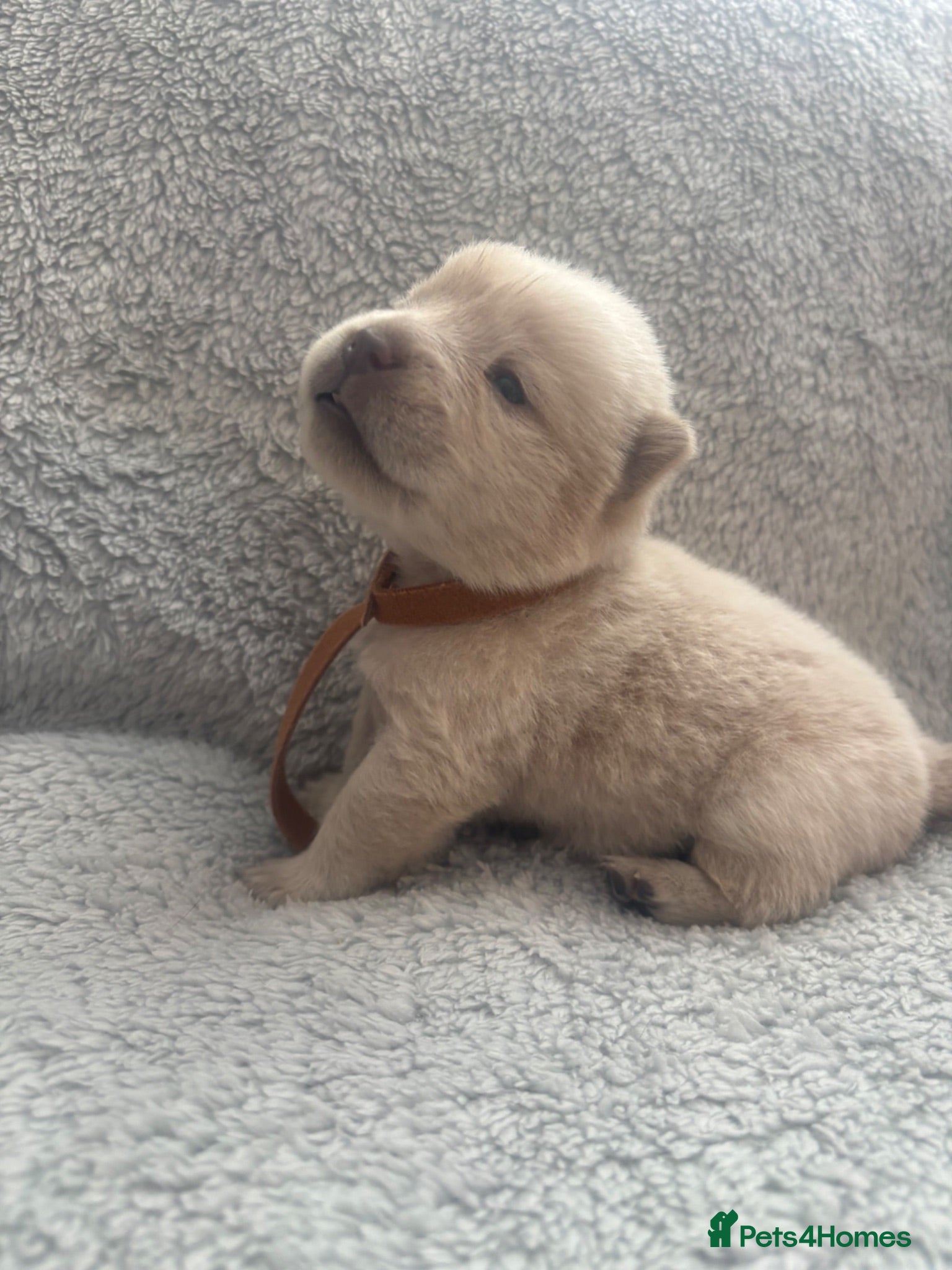 Chow Chow dogs 12 day old puppies 🩷🩷🩷💙🩷🩷🩷 - Advert 3