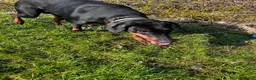 Dobermann dogs for sale: 5 year old Doberman female for sale - Advert 6