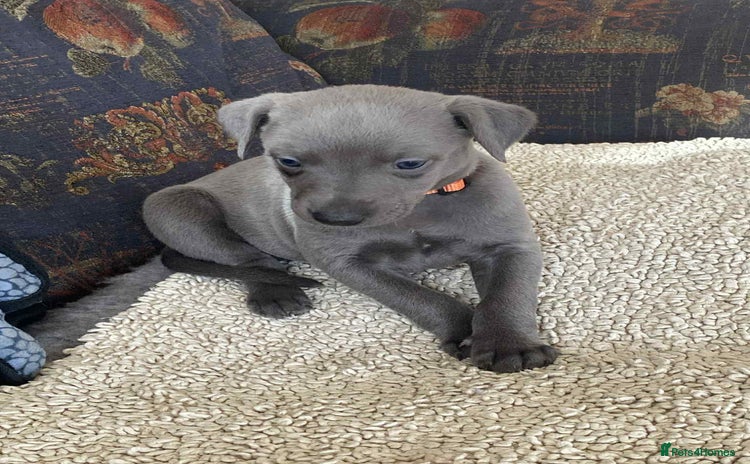 Whippet dogs - Advert 4