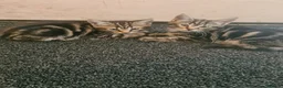 Mixed Breed cats for sale: Mother and 5 kittens  in Reading - Advert 3