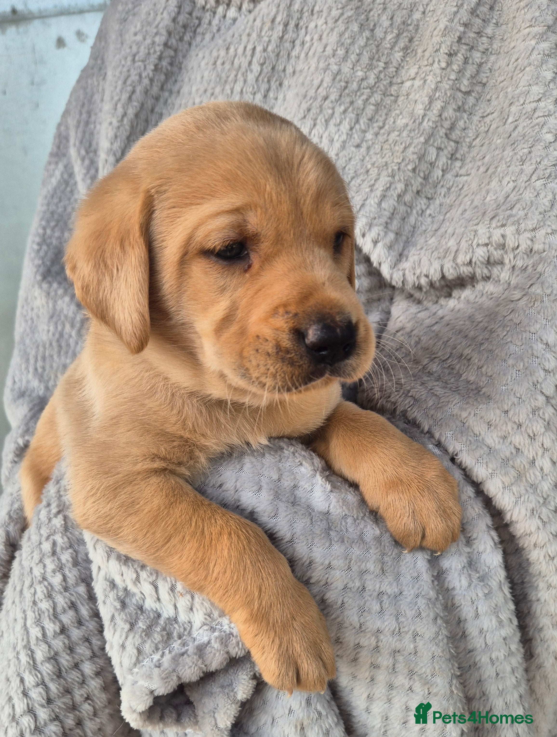 Labrador Retriever dogs Kc registered Labrador puppies  - Advert 2