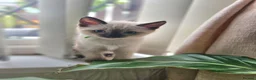 Siamese cats for sale: Siamese x Ragdoll {ragumese} boy  - Advert 1