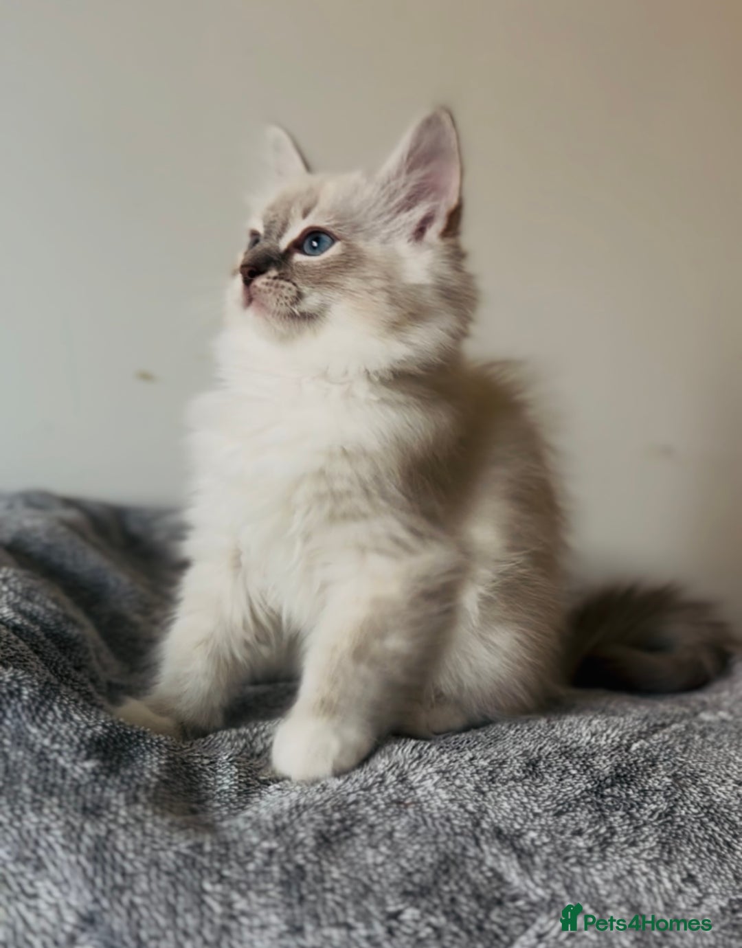Ragdoll cats for sale: 💙🐾Tica full Pedigree🐾EU Ragdoll 🐱🐾DNA Clear - Image 20