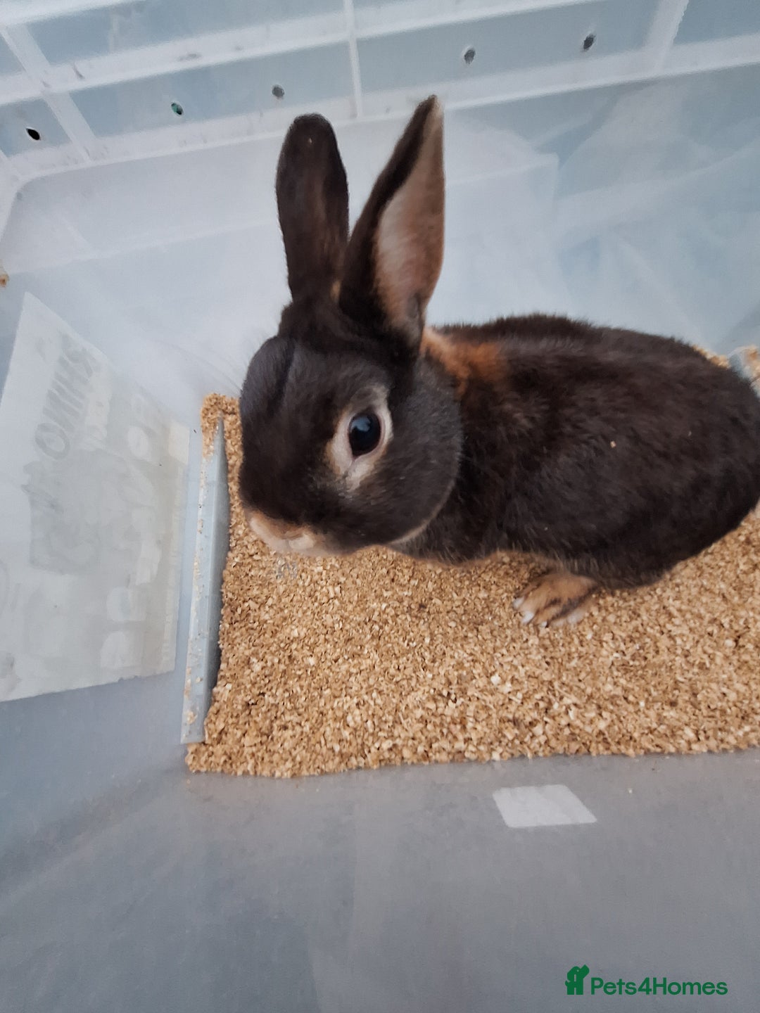 Netherland Dwarf rabbits for sale: 2 adult Netherland dwarf rabbit for sale £40 each  - Advert 7