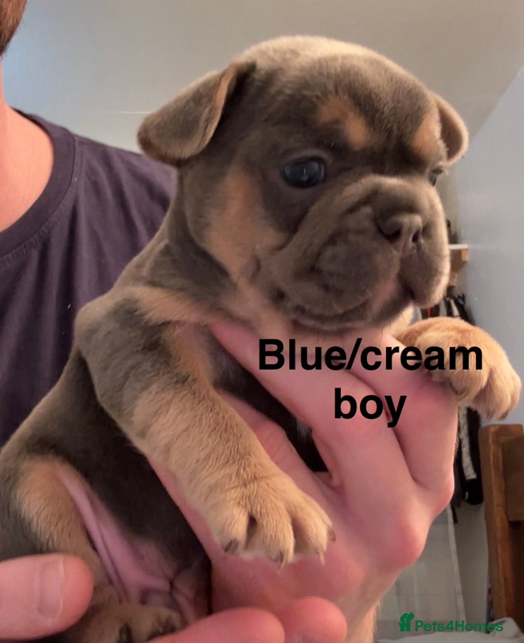 French Bulldog dogs for sale: 4 beautiful blue French bulldogs  - Image 2
