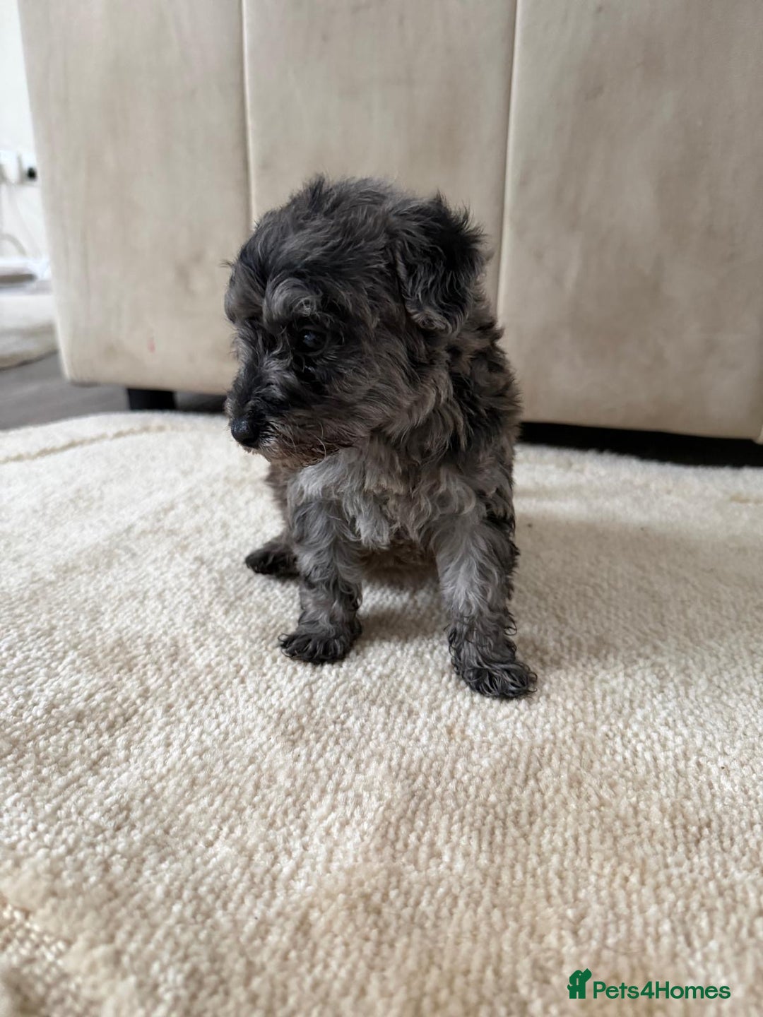 Mixed Breed dogs for sale: Schnoodle puppies for sale  - Advert 31