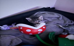 Mixed Breed cats for sale: Kittens - Image 18
