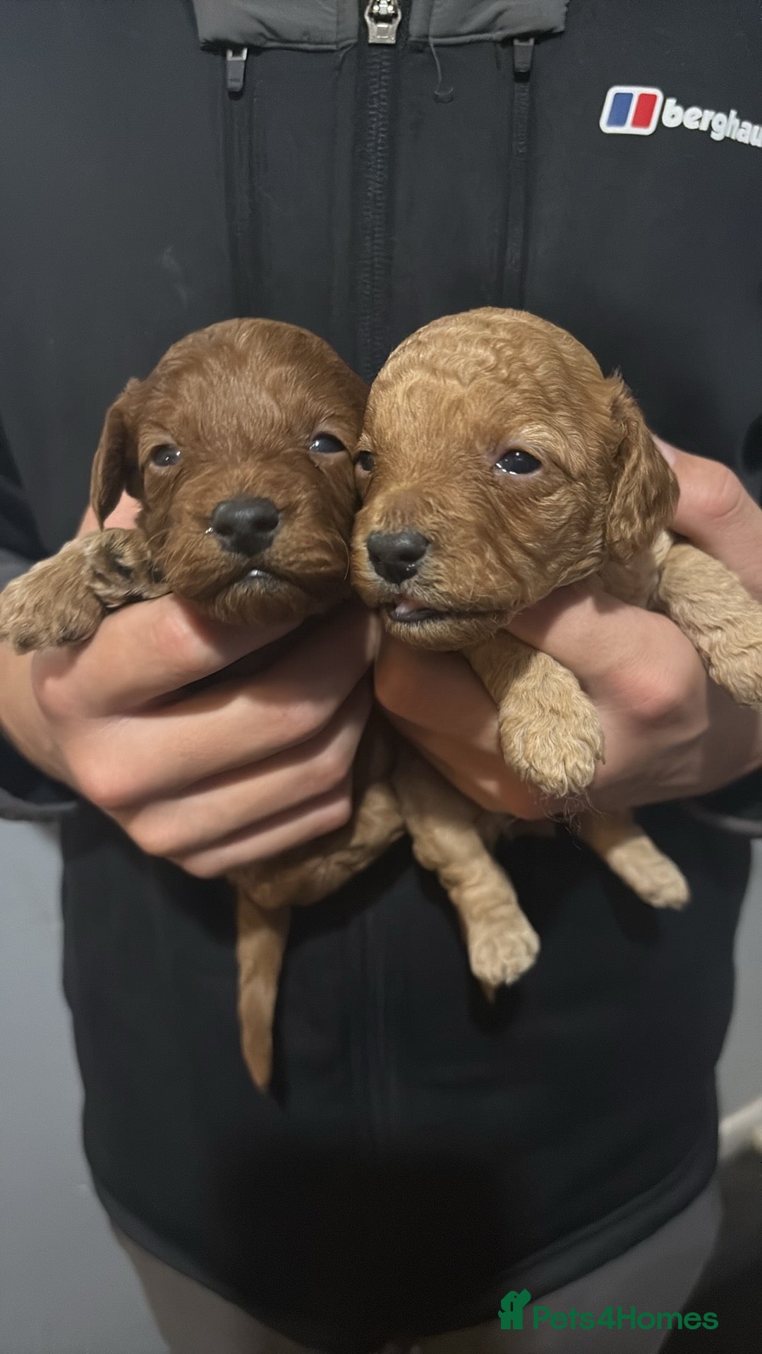 Cockapoo dogs for sale: Gorgeous Red Cockapoo Puppies  - Image 5