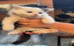 Mixed Breed cats for sale: GORGEOUS LONGHAIRED KITTENS FOR SALE!! - Image 6
