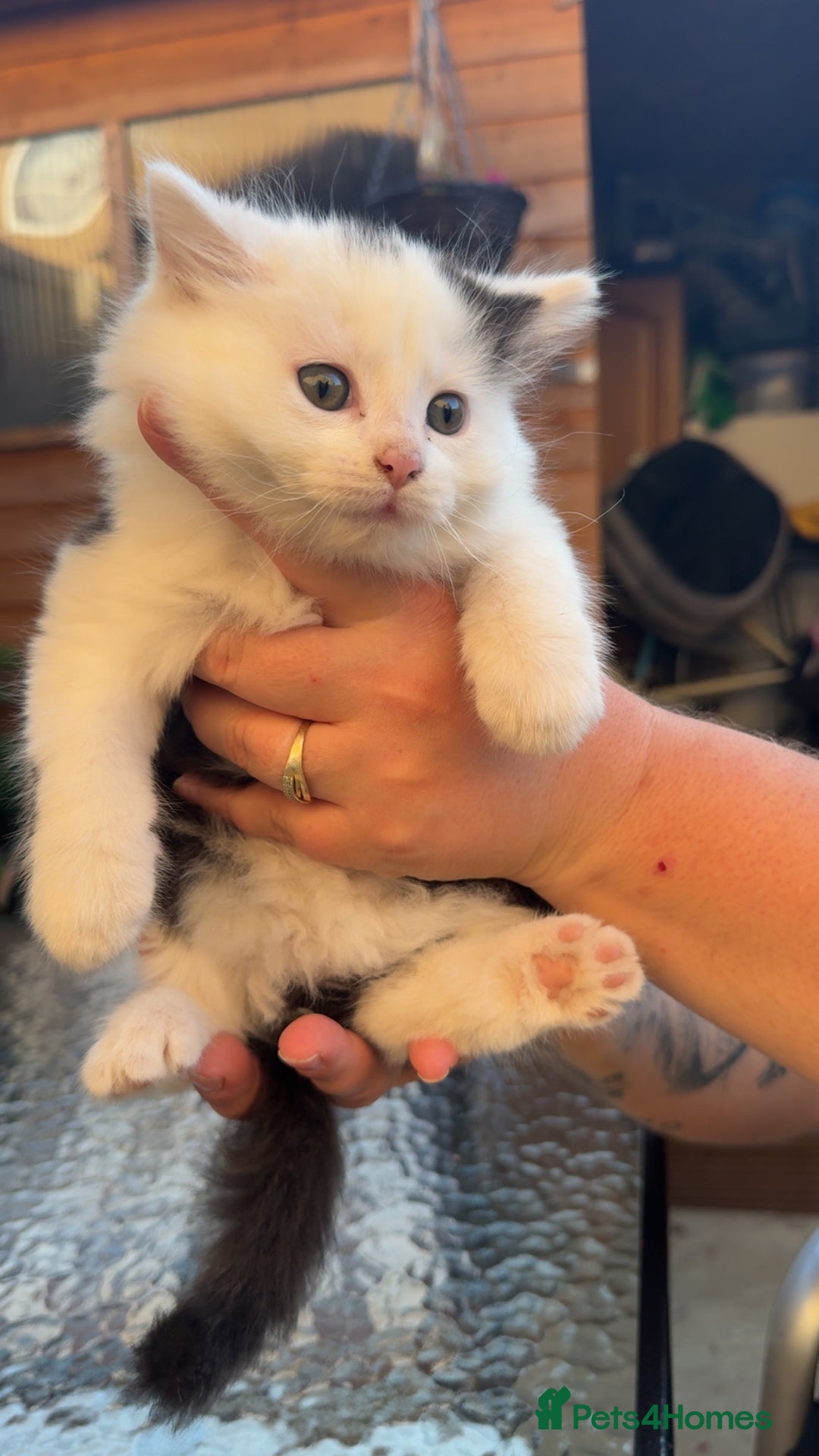 Mixed Breed cats for sale: GORGEOUS LONGHAIRED KITTENS FOR SALE!! - Image 6