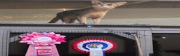 Abyssinian cats for stud: Champion blue Abby. Atlantis - Advert 3