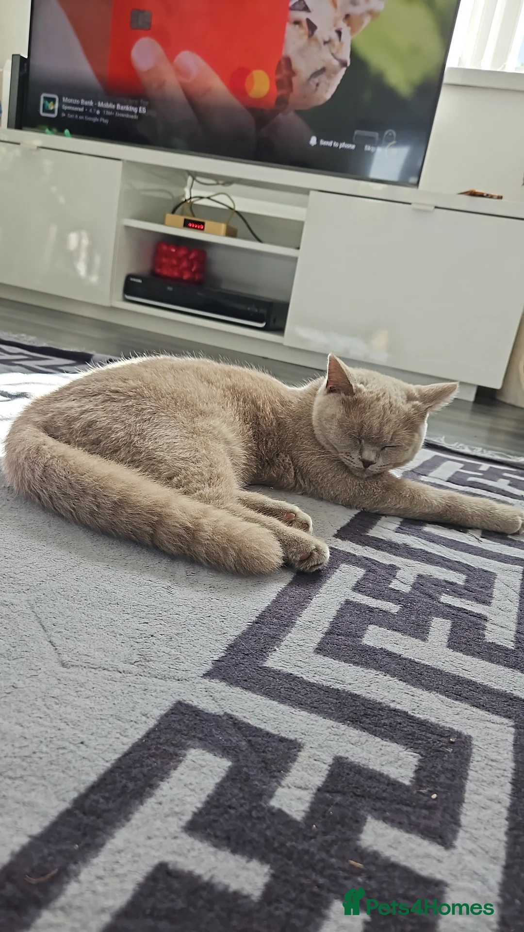 British Shorthair cats for sale: B Mohammed  - Advert 2