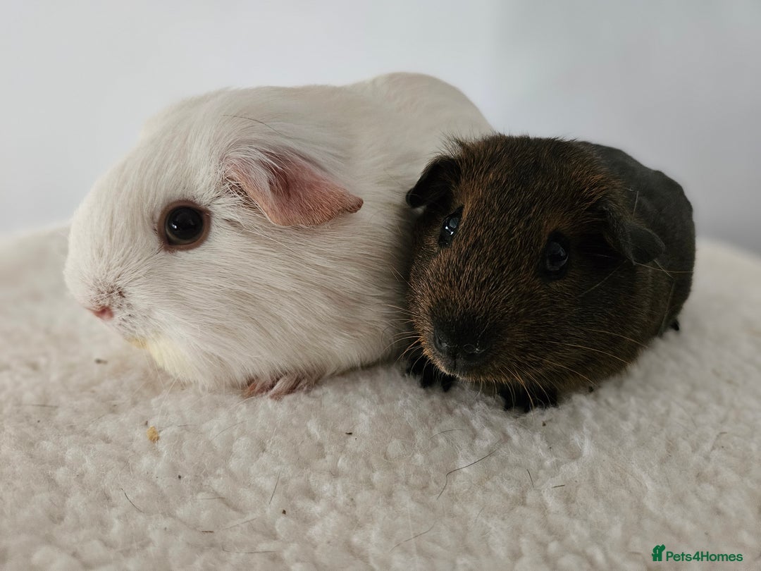 Guinea Pig rodents for sale: Lots of gorgeous boy guinea pigs in Faringdon - Image 3